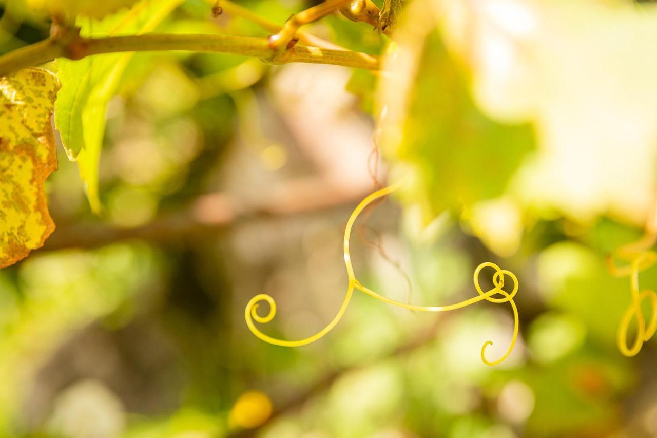 Le Grenier Du Photographe Apartment Kaysersberg-Vignoble Ngoại thất bức ảnh